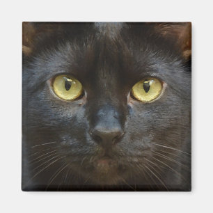 Íman Gato preto assustador