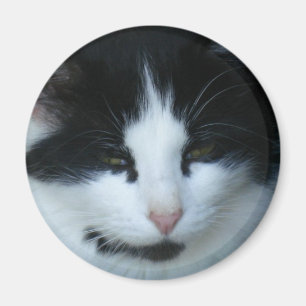 Íman Gato preto & branco do gatinho