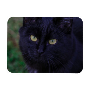 Íman Gato Preto Cachorro Gato Gatinho Amarelo