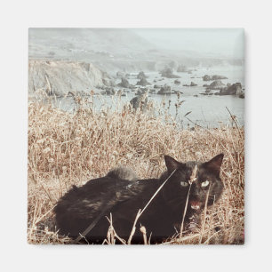 Íman Gato preto da praia