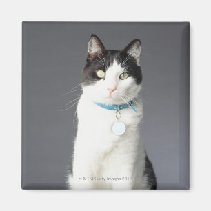 Íman Gato preto e branco