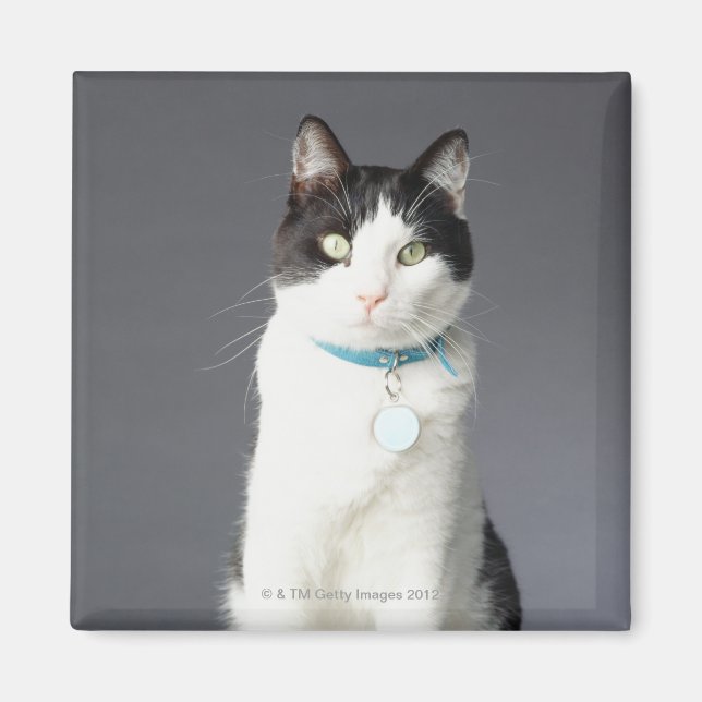 Íman Gato preto e branco (Frente)
