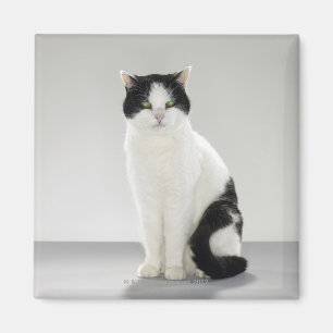 Íman Gato preto e branco com os olhos verdes de