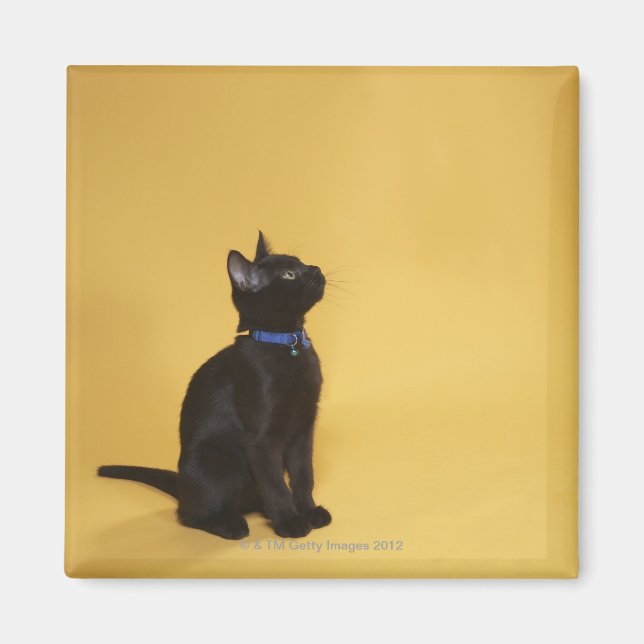 Íman Gato preto em colarinho (Frente)