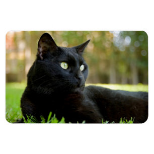Íman Gato preto Eyed verde que aprecia o ar livre