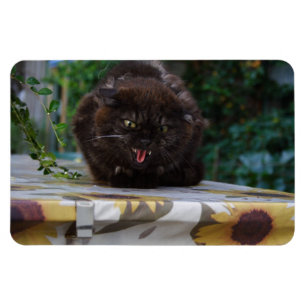 Íman Gato Preto Irritado