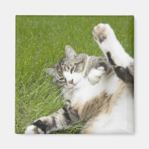Íman Gato que encontra-se na grama, fim-acima