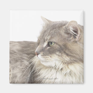 Íman Gato que encontra-se para baixo