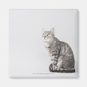 Íman Gato que olha acima