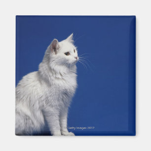 Íman Gato que senta-se contra o fundo azul
