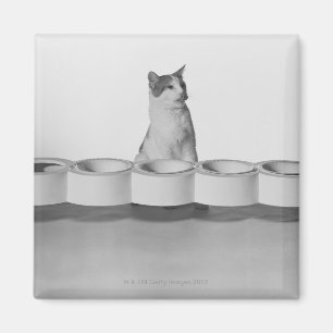 Íman Gato que senta-se e que lambe ao lado da bacia do