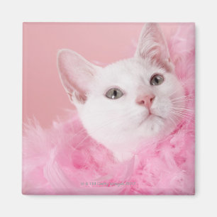 Íman Gato que veste a boa de pena
