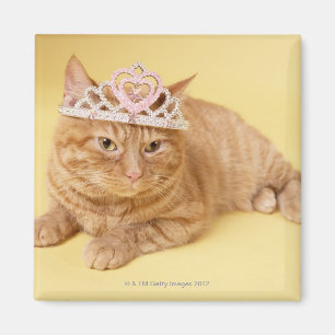 Íman Gato que veste a tiara