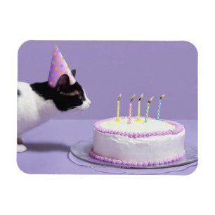 Íman Gato que veste o chapéu do aniversário que funde