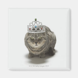 Íman Gato que veste uma tiara