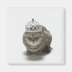 Íman Gato que veste uma tiara