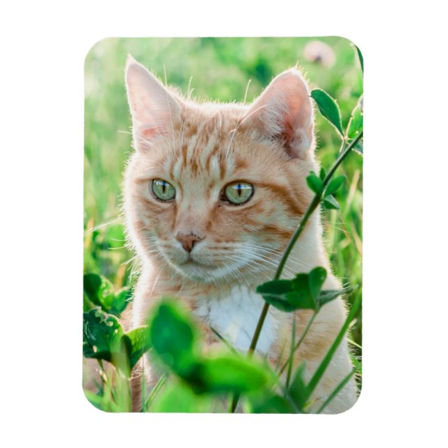 Íman Gato Ruivo com Olhos Verdes na Relva (Vertical)