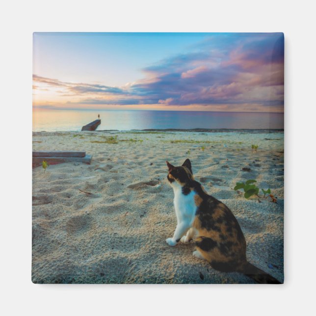 Íman Gato Sentado Em Uma Praia (Frente)