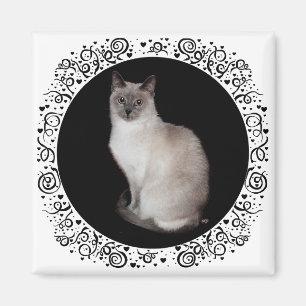 Íman Gato Siames