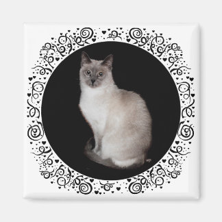 Íman Gato Siames