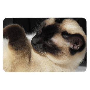 Íman Gato Siames Pet Purr Meow Kitty Destino Arte