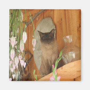 Íman Gato Siamês Possuindo Imagem Animal Magnet #1