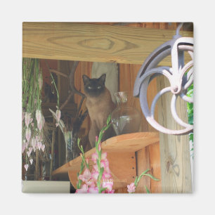 Íman Gato Siamês Possuindo Magneta De Fotografia Anima