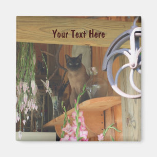 Íman Gato Siamês Possuindo Magneta De Fotografia Anima