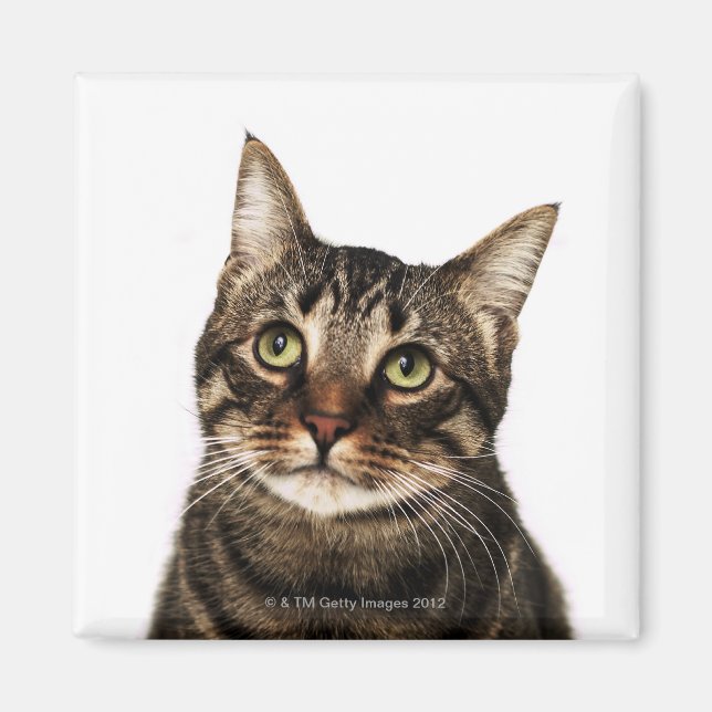 Íman Gato sobre fundo branco 2 (Frente)