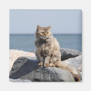 Íman Gato Soprado pelo Vento ao Mar Foto Fofa