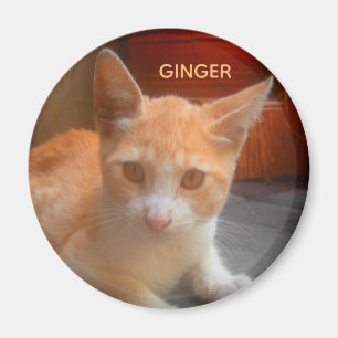 Íman Gato Tabby Gengibre