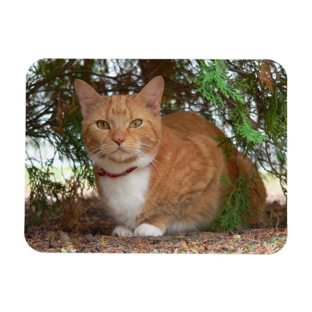 Íman Gato Tigrado Laranja Doméstico (Horizontal)