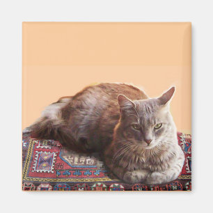 ÍMAN GATO TURCO NO VELHO CARPETE
