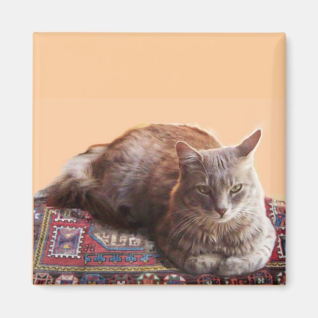 ÍMAN GATO TURCO SOBRE O VELHO CARPETE (Frente)