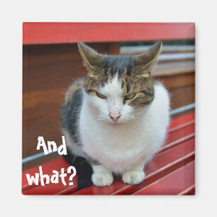 Íman Gato zangado