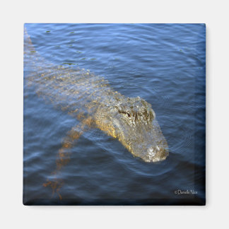Íman Gator Magnet