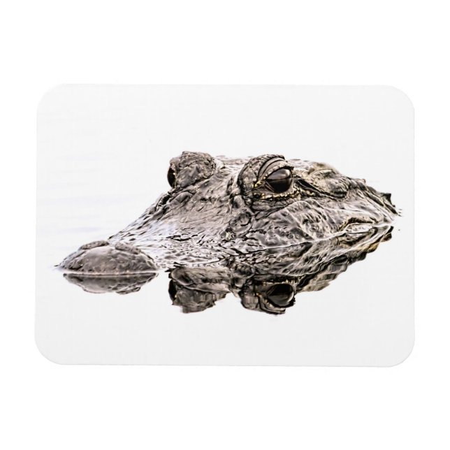 Íman Gator Magnet (Horizontal)