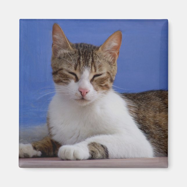 Íman Gatos (Frente)