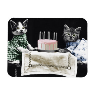 Íman Gatos comemorando o aniversário com bolo e velas
