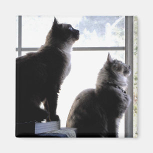 Íman Gatos Curiosos Olhando pela Janela Fotografias de 