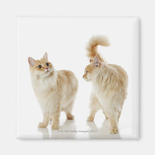 Íman Gatos de Munchkin