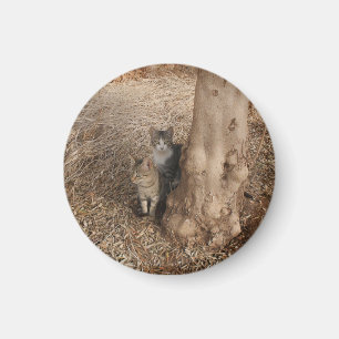 ÍMAN GATOS EM MADEIRA