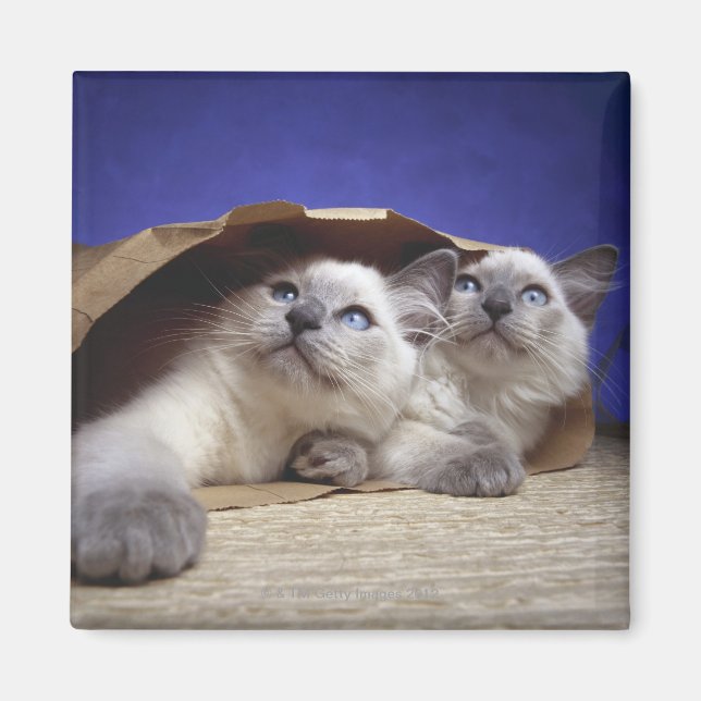 Íman Gatos em sacos de papel (Frente)