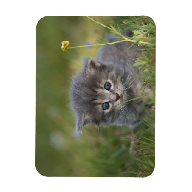 Íman Gatos Fofos (Vertical)