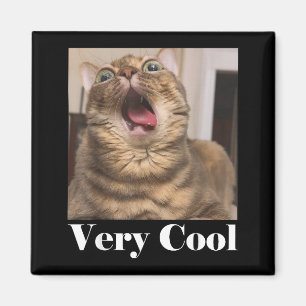 Íman Gatos Meme Gráfico Humor de Gato Bobo Gato Engraça