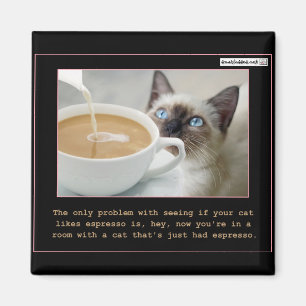 Íman Gatos no café