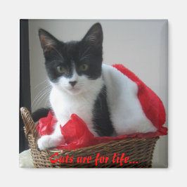 Íman Gatos são para sempre...