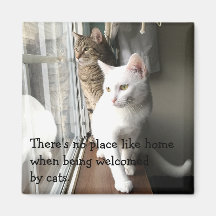 Gatos sentados pela janela