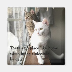 Íman Gatos sentados pela janela