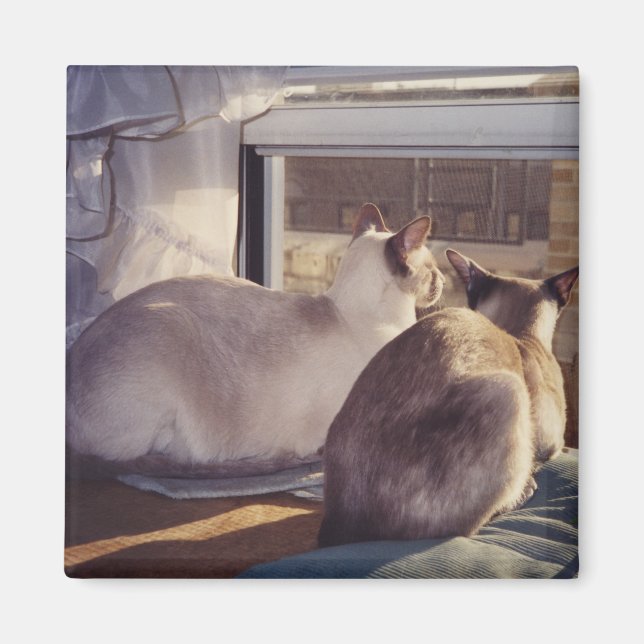 Íman Gatos Siameses Dois na Janela (2) (Frente)